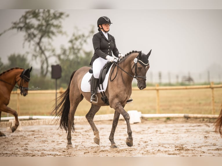 Deutsches Reitpony Wallach 6 Jahre 158 cm Roan-Blue in Tönisvorst