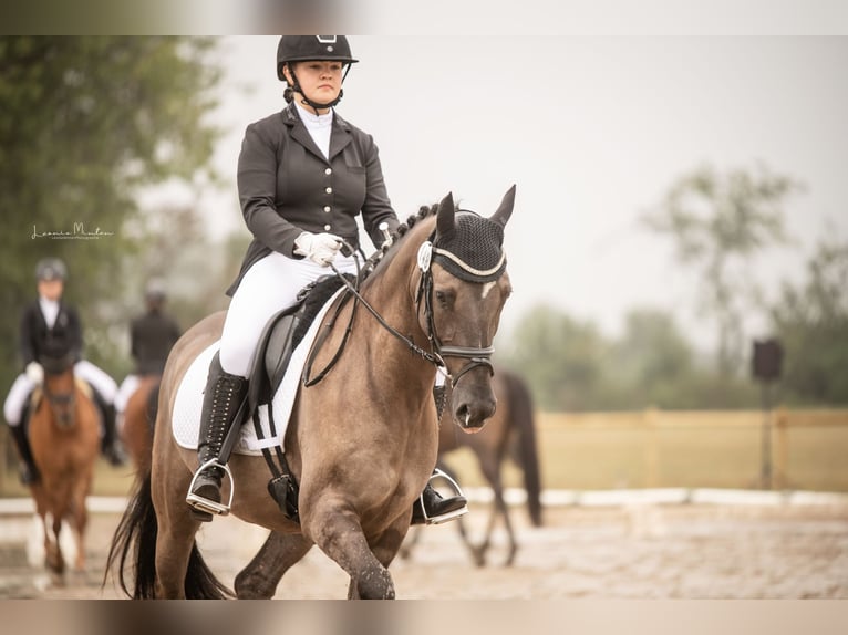 Deutsches Reitpony Wallach 6 Jahre 158 cm Roan-Blue in Tönisvorst