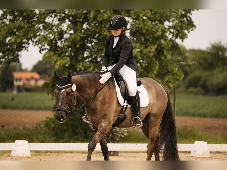 Deutsches Reitpony Wallach 6 Jahre 158 cm Roan-Blue in Tönisvorst