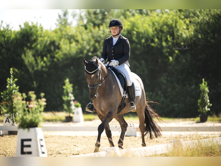 Deutsches Reitpony Wallach 6 Jahre 158 cm Roan-Blue in Tönisvorst