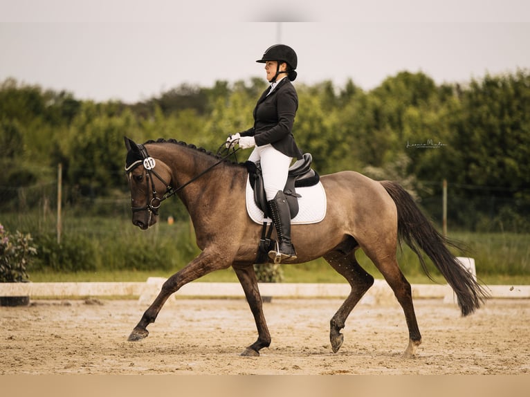 Deutsches Reitpony Wallach 6 Jahre 158 cm Roan-Blue in Tönisvorst