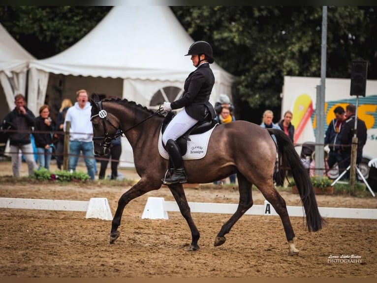 Deutsches Reitpony Wallach 6 Jahre 158 cm Roan-Blue in Tönisvorst