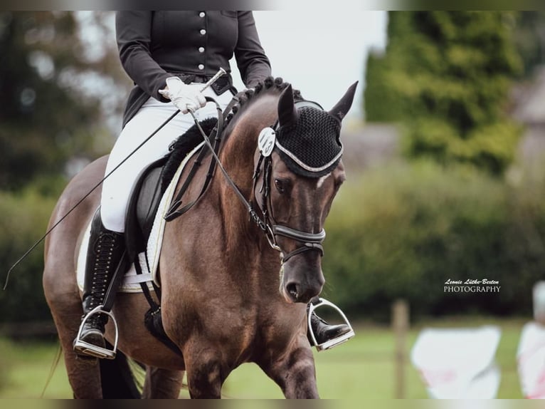 Deutsches Reitpony Wallach 6 Jahre 158 cm Roan-Blue in Tönisvorst