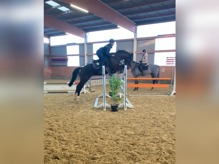 Deutsches Reitpony Wallach 6 Jahre 160 cm Schwarzbrauner in Neuental