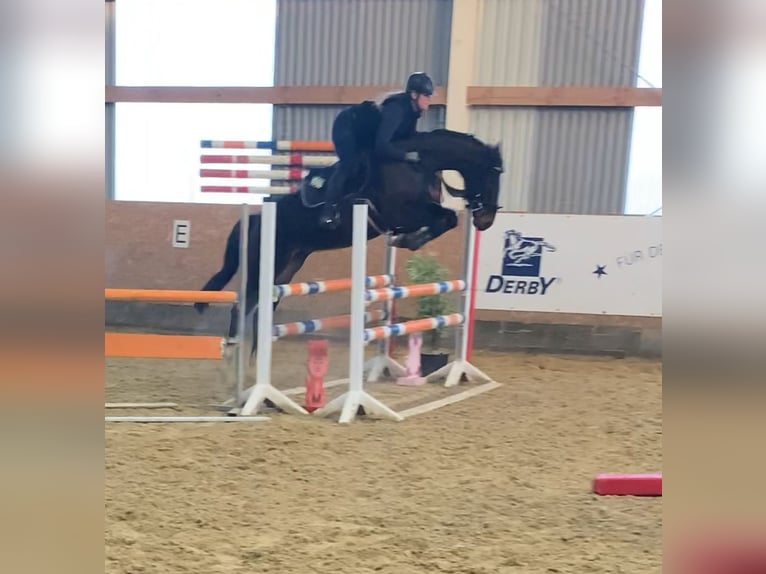 Deutsches Reitpony Wallach 6 Jahre 160 cm Schwarzbrauner in Neuental