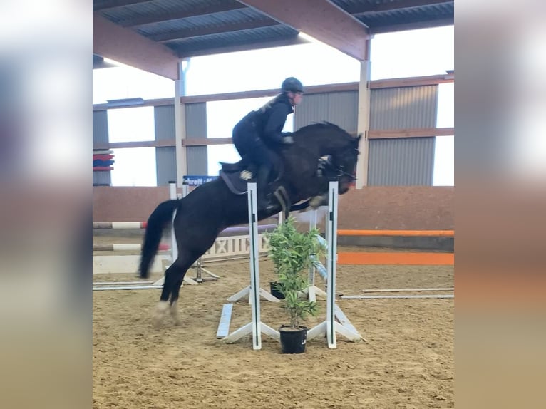 Deutsches Reitpony Wallach 6 Jahre 160 cm Schwarzbrauner in Neuental