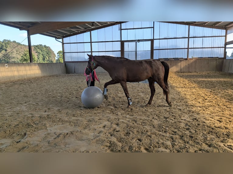 Deutsches Reitpony Wallach 6 Jahre 161 cm Fuchs in Heek