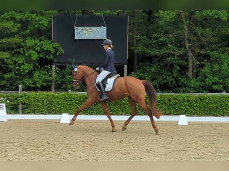 Deutsches Reitpony Wallach 6 Jahre 161 cm Fuchs in Heek