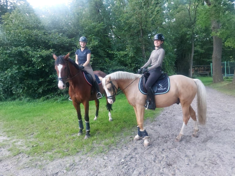 Deutsches Reitpony Wallach 6 Jahre Palomino in Schenefeld
