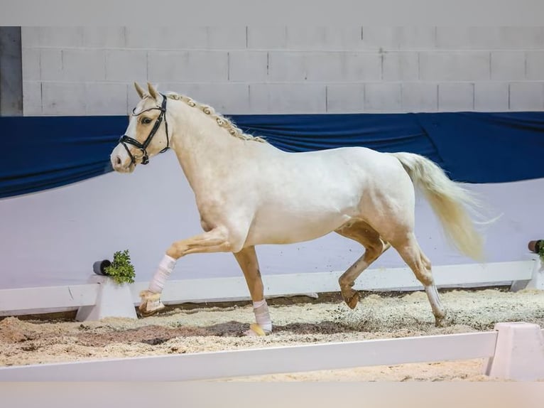 Deutsches Reitpony Wallach 6 Jahre Palomino in Schenefeld