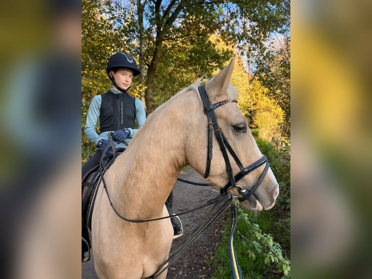 Deutsches Reitpony Wallach 6 Jahre Palomino in Schenefeld
