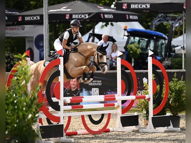 Deutsches Reitpony Wallach 6 Jahre Palomino in Schenefeld