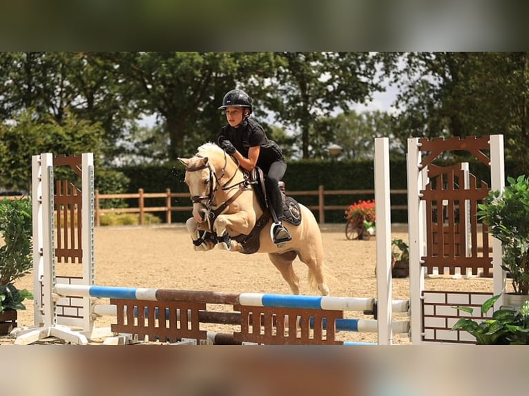 Deutsches Reitpony Wallach 7 Jahre 116 cm Palomino in Oost West en Middelbeers