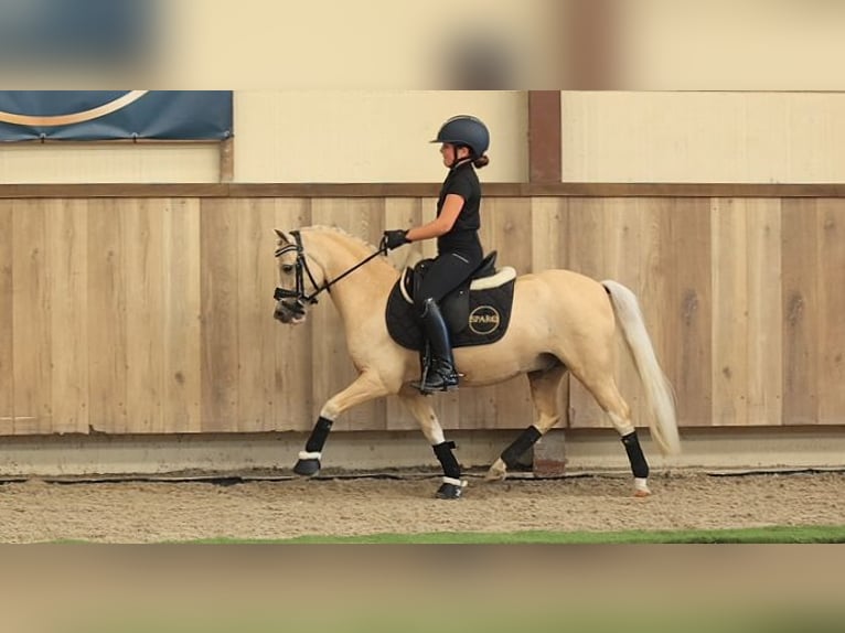 Deutsches Reitpony Wallach 7 Jahre 116 cm Palomino in Oost West en Middelbeers