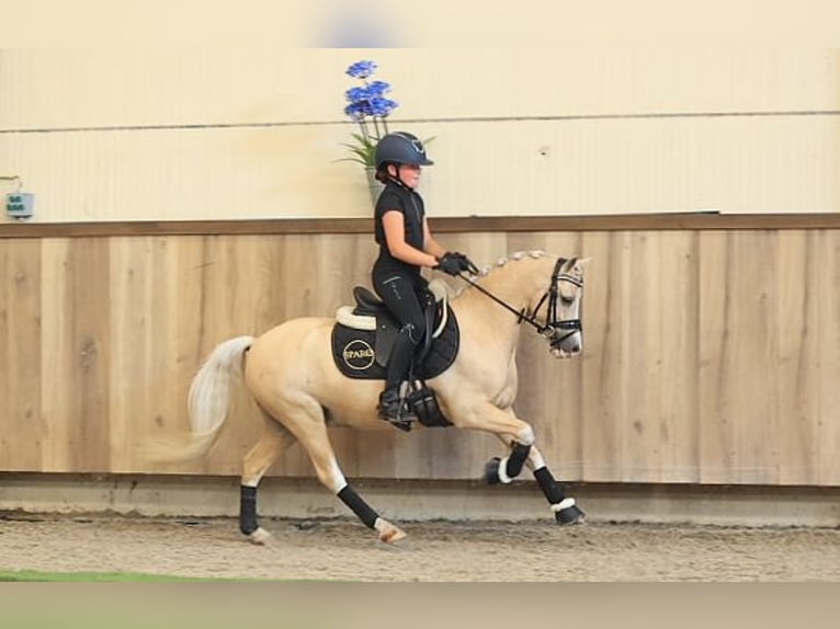 Deutsches Reitpony Wallach 7 Jahre 116 cm Palomino in Oost West en Middelbeers