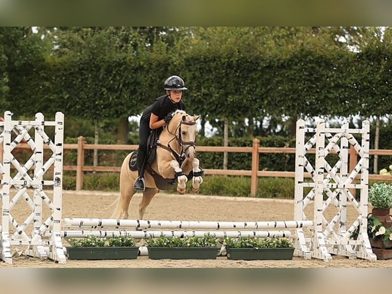 Deutsches Reitpony Wallach 7 Jahre 116 cm Palomino in Oost West en Middelbeers