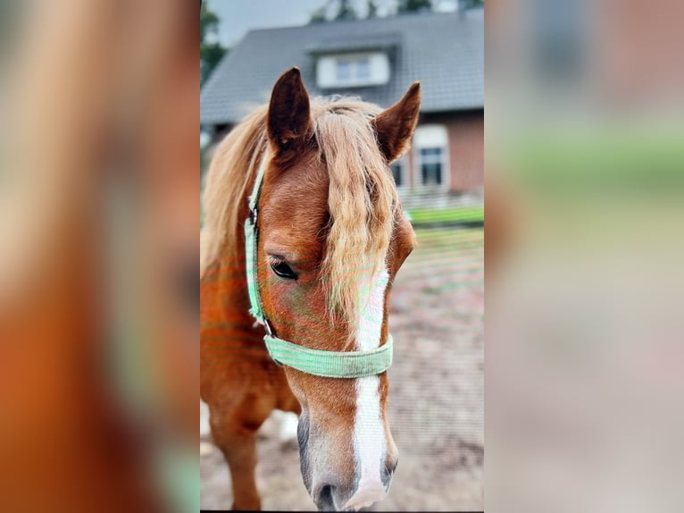 Deutsches Reitpony Mix Wallach 7 Jahre 130 cm Fuchs in Nordhorn
