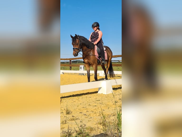 Deutsches Reitpony Mix Wallach 7 Jahre 136 cm Brauner in Goch