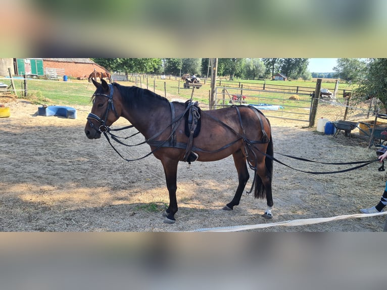 Deutsches Reitpony Mix Wallach 7 Jahre 136 cm Brauner in Goch