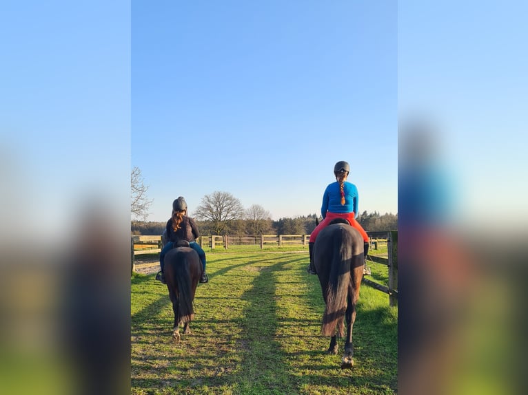 Deutsches Reitpony Mix Wallach 7 Jahre 136 cm Brauner in Goch