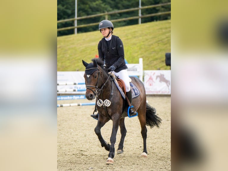 Deutsches Reitpony Wallach 7 Jahre 137 cm Dunkelbrauner in Pritzwalk