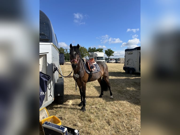 Deutsches Reitpony Wallach 7 Jahre 137 cm Dunkelbrauner in Pritzwalk
