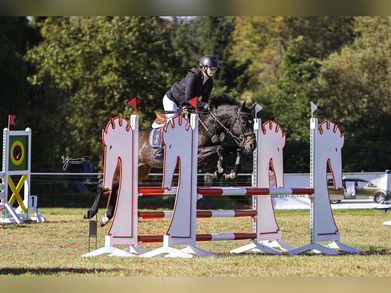 Deutsches Reitpony Wallach 7 Jahre 137 cm Dunkelbrauner in Pritzwalk