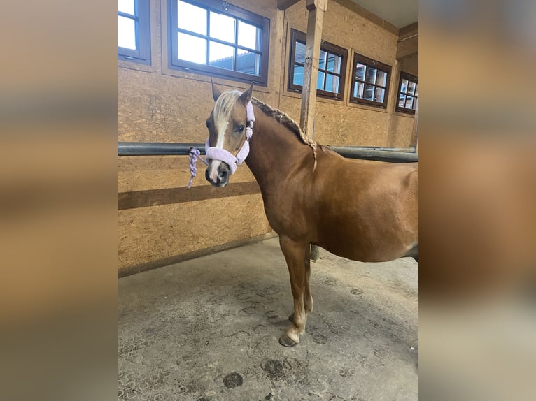 Deutsches Reitpony Wallach 7 Jahre 138 cm Fuchs in Laterns