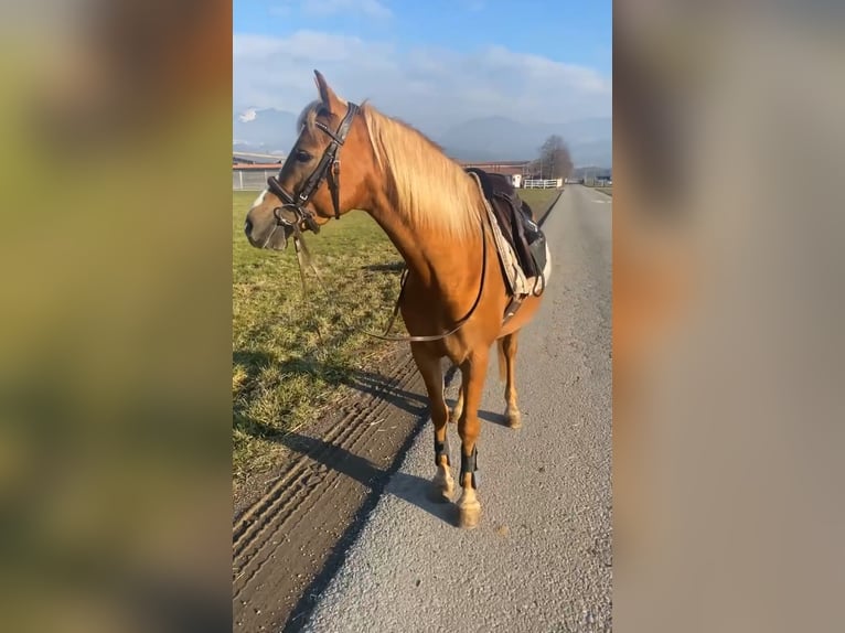Deutsches Reitpony Wallach 7 Jahre 138 cm Fuchs in Laterns