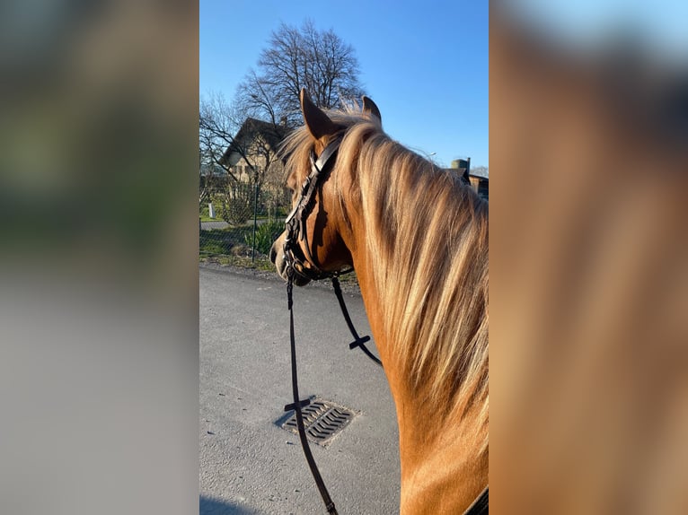 Deutsches Reitpony Wallach 7 Jahre 138 cm Fuchs in Laterns