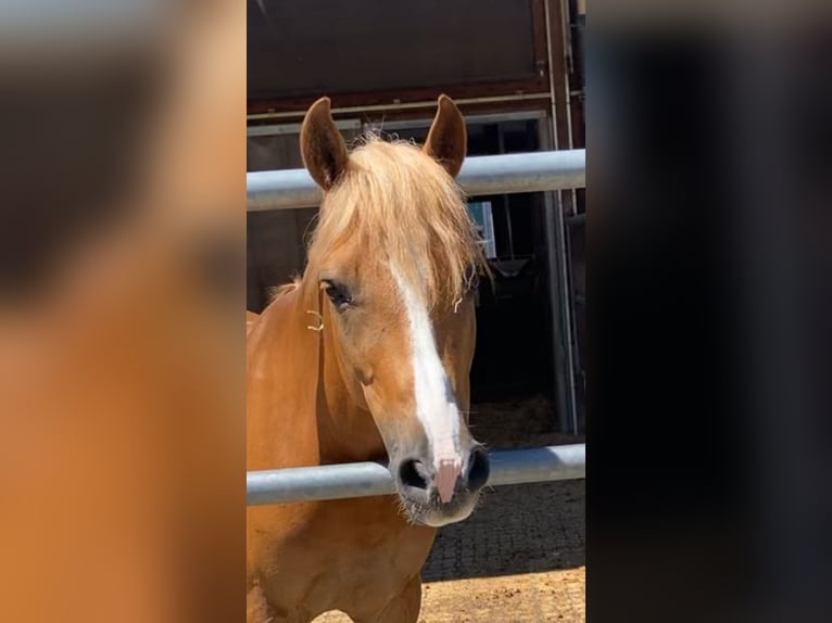 Deutsches Reitpony Wallach 7 Jahre 138 cm Fuchs in Laterns