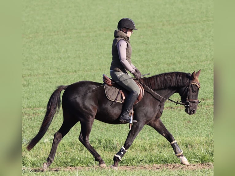 Deutsches Reitpony Wallach 7 Jahre 140 cm Rappe in Jena