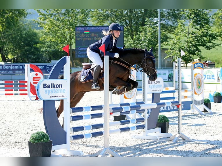 Deutsches Reitpony Wallach 7 Jahre 140 cm Rappe in Jena