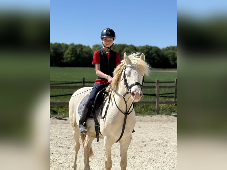Deutsches Reitpony Wallach 7 Jahre 142 cm Cremello in Bergheim