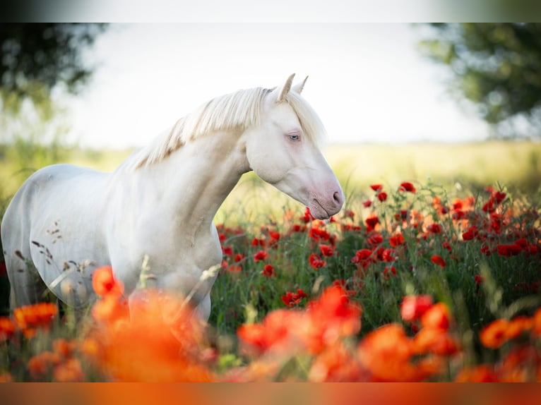 Deutsches Reitpony Wallach 7 Jahre 142 cm Cremello in Bergheim