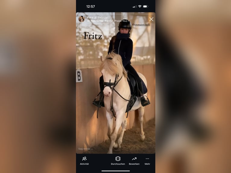 Deutsches Reitpony Wallach 7 Jahre 142 cm Cremello in Bergheim