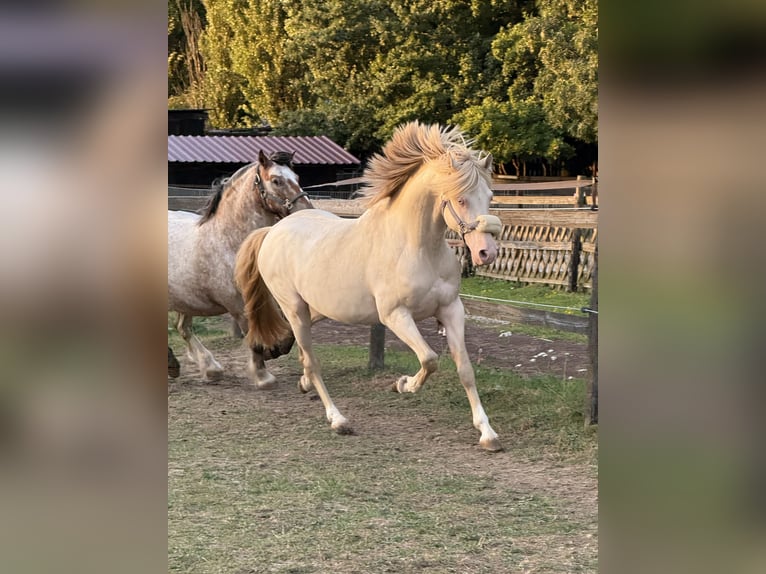 Deutsches Reitpony Wallach 7 Jahre 142 cm Cremello in Bergheim