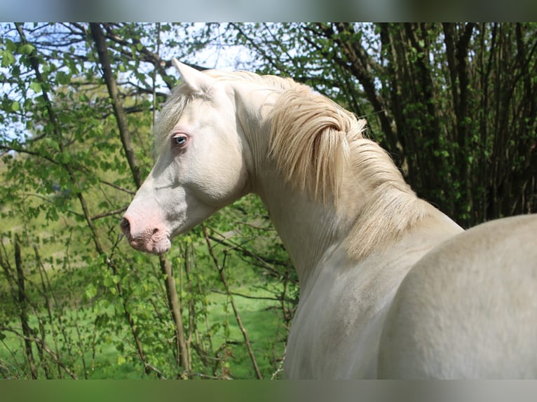 Deutsches Reitpony Wallach 7 Jahre 142 cm Cremello in Bergheim