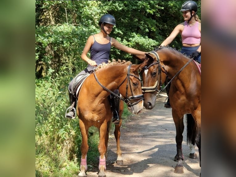 Deutsches Reitpony Mix Wallach 7 Jahre 142 cm Fuchs in Kaldenkirchen