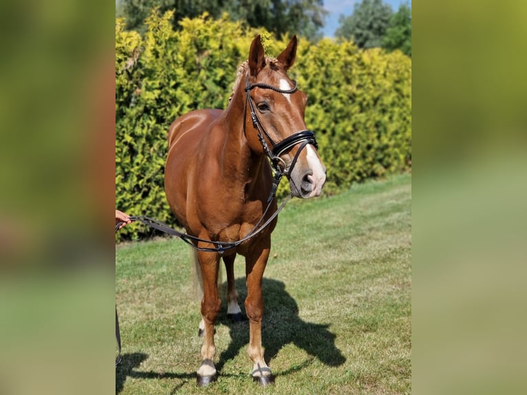 Deutsches Reitpony Mix Wallach 7 Jahre 142 cm Fuchs in Kaldenkirchen
