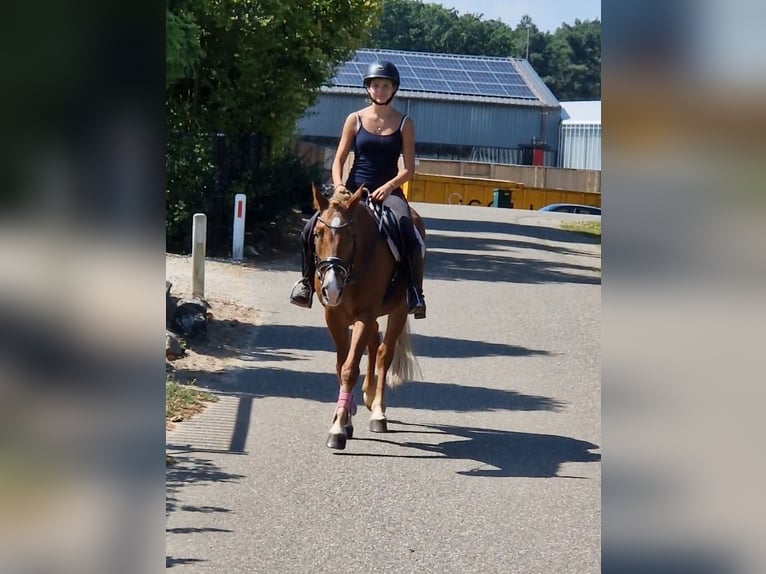Deutsches Reitpony Mix Wallach 7 Jahre 142 cm Fuchs in Kaldenkirchen