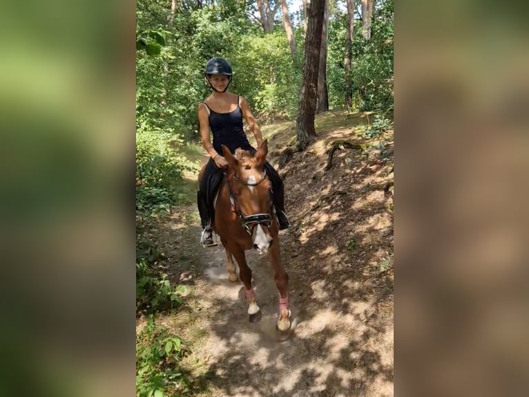 Deutsches Reitpony Mix Wallach 7 Jahre 142 cm Fuchs in Kaldenkirchen