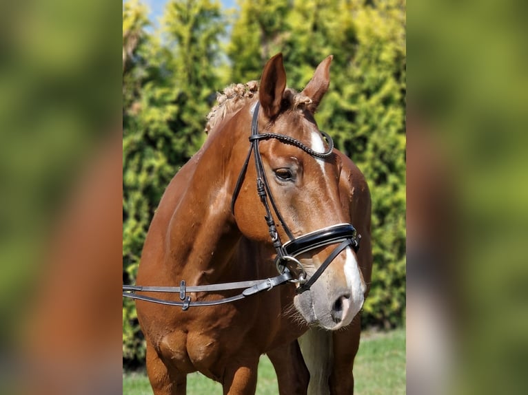 Deutsches Reitpony Mix Wallach 7 Jahre 142 cm Fuchs in Kaldenkirchen