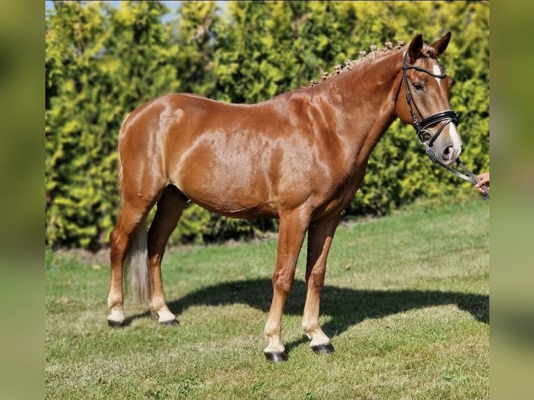 Deutsches Reitpony Mix Wallach 7 Jahre 142 cm Fuchs in Kaldenkirchen