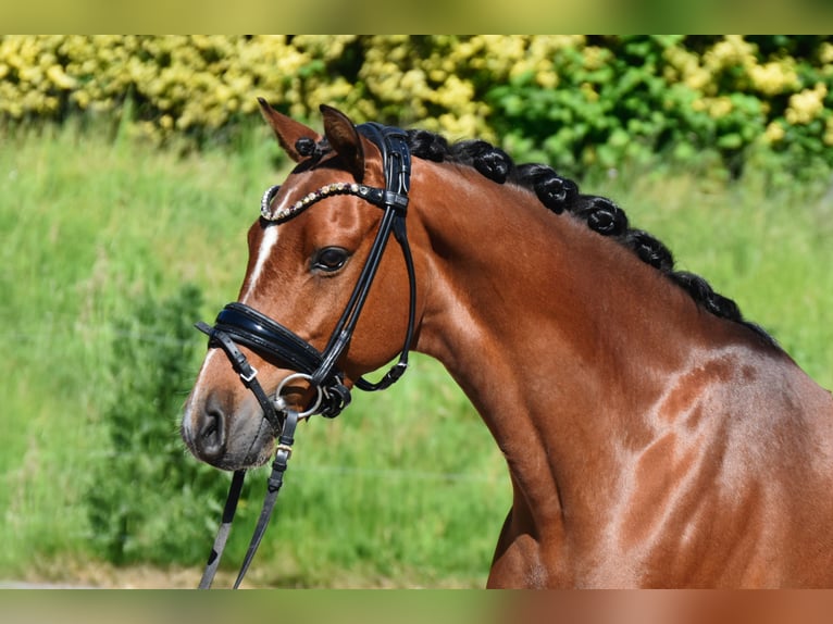 Deutsches Reitpony Wallach 7 Jahre 143 cm Brauner in Fürstenau