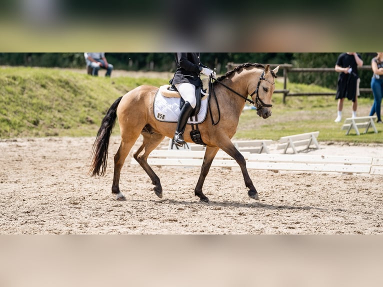 Deutsches Reitpony Wallach 7 Jahre 143 cm Falbe in Krefeld