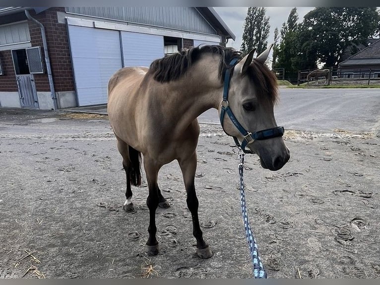 Deutsches Reitpony Wallach 7 Jahre 143 cm Falbe in Krefeld