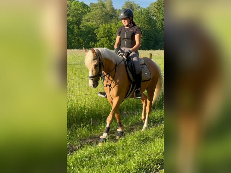 Deutsches Reitpony Wallach 7 Jahre 143 cm Palomino in Essen Deutsches Reitpony Wallach 7 Jahre 143 cm Palomino in Essen
