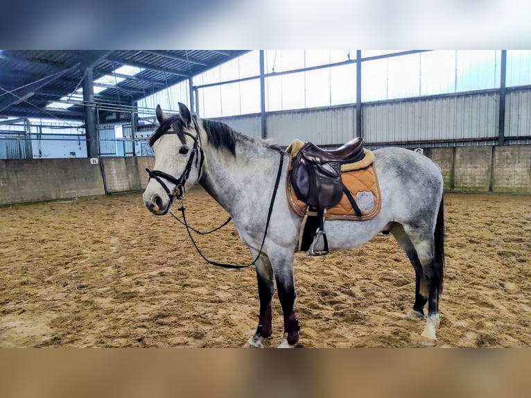 Deutsches Reitpony Mix Wallach 7 Jahre 143 cm Schimmel in Großheide Westerende