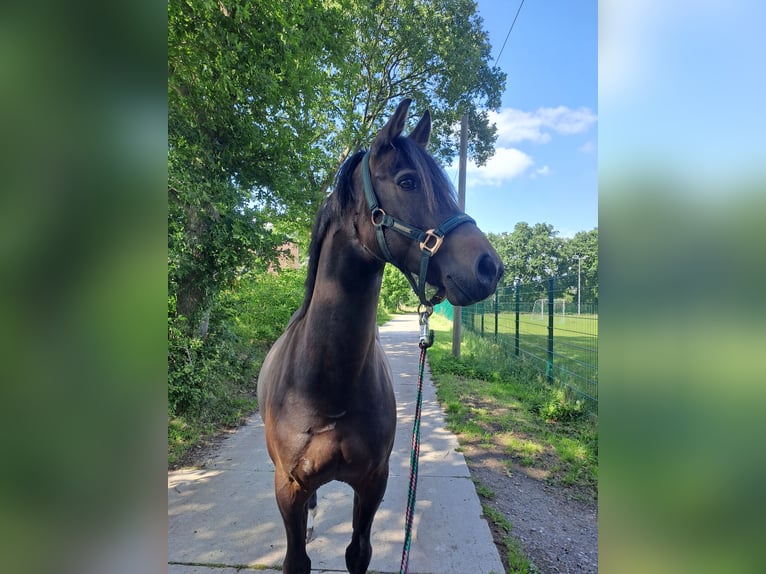 Deutsches Reitpony Mix Wallach 7 Jahre 144 cm Dunkelbrauner in Moormerland